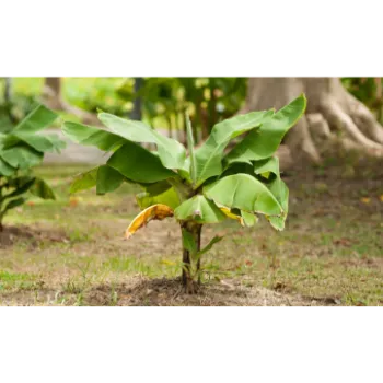 Fresh Banana Plants